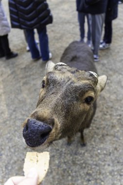 Ocak ayında Japonya, Nara 'da vahşi geyikleri beslemek 