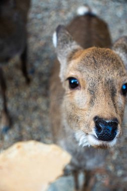 Ocak ayında Japonya, Nara 'da vahşi geyikleri beslemek 