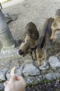 Ocak ayında Japonya, Nara 'da vahşi geyikleri beslemek 
