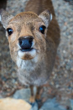 Ocak ayında Japonya, Nara 'da vahşi geyikleri beslemek 