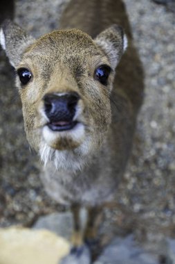Ocak ayında Japonya, Nara 'da vahşi geyikleri beslemek 
