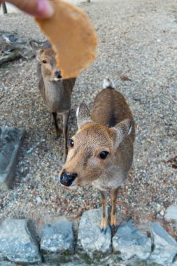 Ocak ayında Japonya, Nara 'da vahşi geyikleri beslemek 