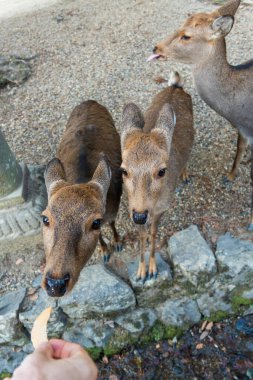 Ocak ayında Japonya, Nara 'da vahşi geyikleri beslemek 