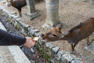 Ocak ayında Japonya, Nara 'da vahşi geyikleri beslemek 