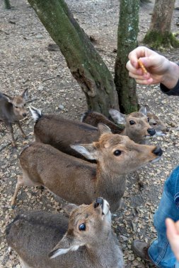 Ocak ayında Japonya, Nara 'da vahşi geyikleri beslemek 