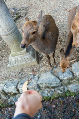 Ocak ayında Japonya, Nara 'da vahşi geyikleri beslemek 