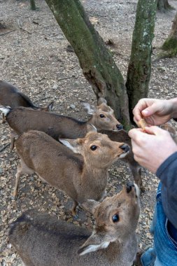 Ocak ayında Japonya, Nara 'da vahşi geyikleri beslemek 