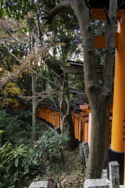 Kyoto, Japonya - 27 Aralık 2024: Japonya 'daki Fushimi Inari tapınak kemerleri. Yüksek kalite fotoğraf