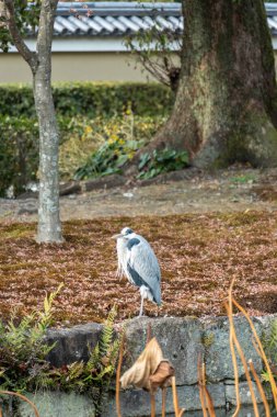 Japonya 'da bir vinç. Yüksek kalite fotoğraf