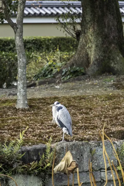 Japonya 'da bir vinç. Yüksek kalite fotoğraf