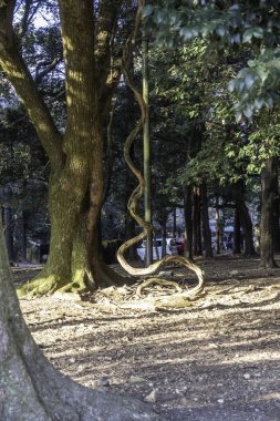 Kadim kökler Kyoto 'daki orman zeminiyle iç içe geçerek doğanın alacakaranlıktaki direncini ortaya koyuyor. Yüksek kalite fotoğraf