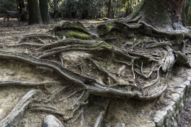 Kadim kökler Kyoto 'daki orman zeminiyle iç içe geçerek doğanın alacakaranlıktaki direncini ortaya koyuyor. Yüksek kalite fotoğraf