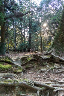 Kadim kökler Kyoto 'daki orman zeminiyle iç içe geçerek doğanın alacakaranlıktaki direncini ortaya koyuyor. Yüksek kalite fotoğraf
