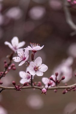 Bu, bir ağaç dalında açan narin pembe çiçeklerin güzel yakın plan görüntüsü, canlı renkler ve güzellikler sergiliyor.