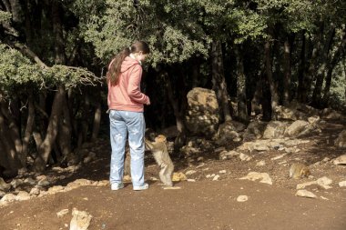 Fas 'ta vahşi maymunları beslemek. Yüksek kalite fotoğraf