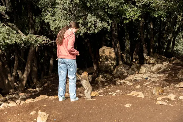 Fas 'ta vahşi maymunları beslemek. Yüksek kalite fotoğraf