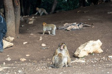Fas ormanındaki vahşi maymunlar. Yüksek kalite fotoğraf