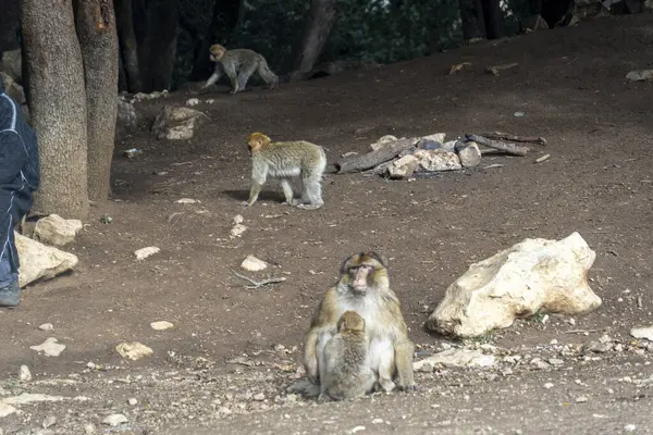 Fas ormanındaki vahşi maymunlar. Yüksek kalite fotoğraf