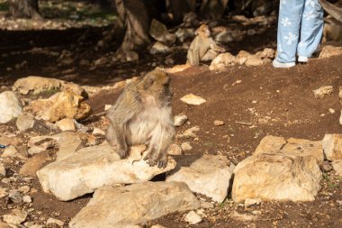 Fas ormanındaki vahşi maymunlar. Yüksek kalite fotoğraf