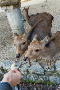 Ocak ayında Japonya, Nara 'da vahşi geyikleri beslemek 