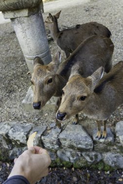 Ocak ayında Japonya, Nara 'da vahşi geyikleri beslemek 
