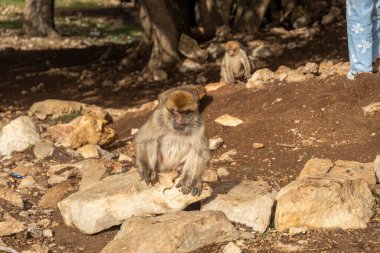 Fas ormanındaki vahşi maymunlar. Yüksek kalite fotoğraf