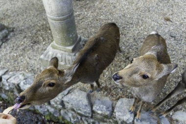 Ocak ayında Japonya, Nara 'da vahşi geyikleri beslemek 