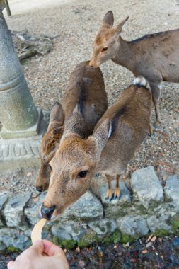 Ocak ayında Japonya, Nara 'da vahşi geyikleri beslemek 