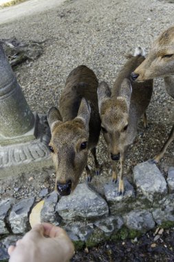 Ocak ayında Japonya, Nara 'da vahşi geyikleri beslemek 
