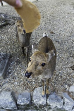Ocak ayında Japonya, Nara 'da vahşi geyikleri beslemek 