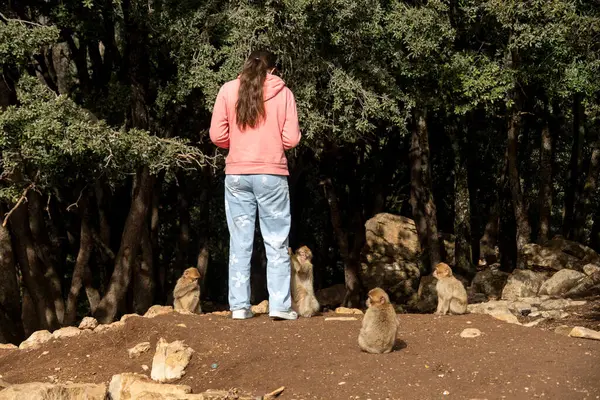 Fas 'ta vahşi maymunları beslemek. Yüksek kalite fotoğraf