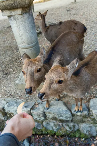 Ocak ayında Japonya, Nara 'da vahşi geyikleri beslemek 