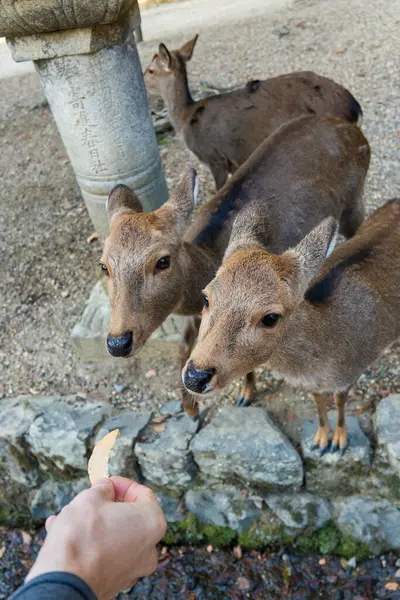 Ocak ayında Japonya, Nara 'da vahşi geyikleri beslemek 