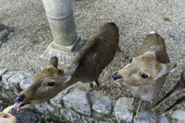 Ocak ayında Japonya, Nara 'da vahşi geyikleri beslemek 