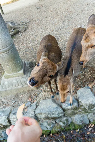 Ocak ayında Japonya, Nara 'da vahşi geyikleri beslemek 