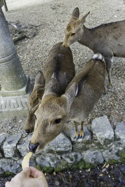 Ocak ayında Japonya, Nara 'da vahşi geyikleri beslemek 