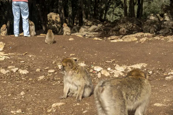 Fas ormanındaki vahşi maymunlar. Yüksek kalite fotoğraf