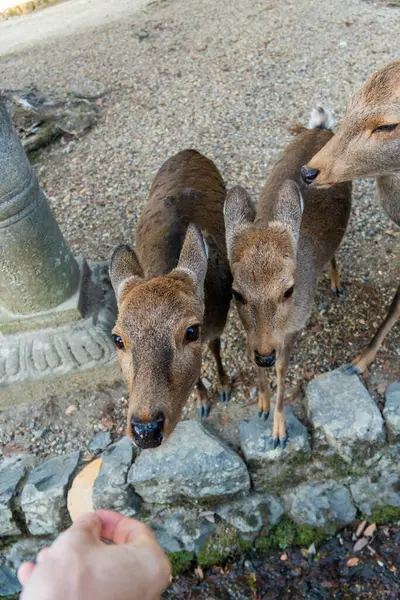 Ocak ayında Japonya, Nara 'da vahşi geyikleri beslemek 