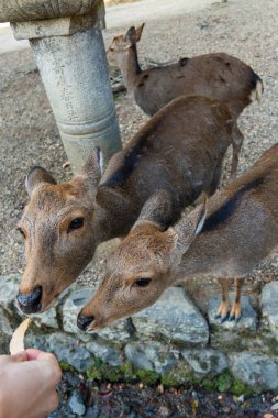 Ocak ayında Japonya, Nara 'da vahşi geyikleri beslemek 