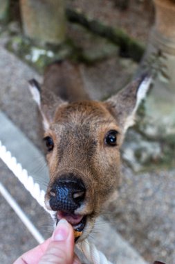 Ocak ayında Japonya, Nara 'da vahşi geyikleri beslemek 