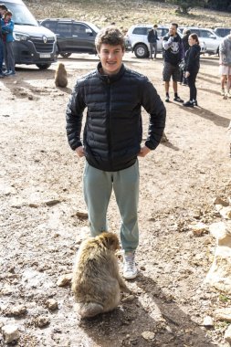 Fas 'ta vahşi maymunları beslemek. Yüksek kalite fotoğraf