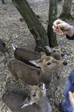 Ocak ayında Japonya, Nara 'da vahşi geyikleri beslemek 