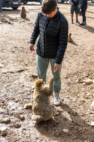 Fas 'ta vahşi maymunları beslemek. Yüksek kalite fotoğraf