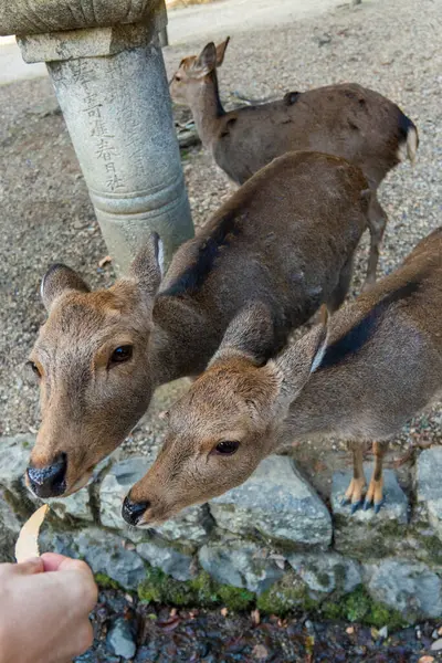 Ocak ayında Japonya, Nara 'da vahşi geyikleri beslemek 