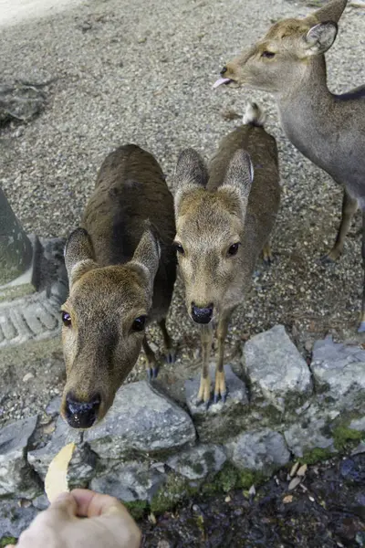 Ocak ayında Japonya, Nara 'da vahşi geyikleri beslemek 