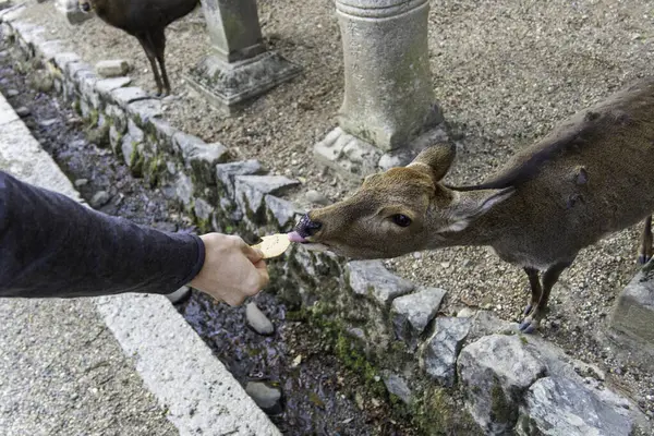Ocak ayında Japonya, Nara 'da vahşi geyikleri beslemek 