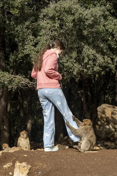 Fas 'ta vahşi maymunları beslemek. Yüksek kalite fotoğraf