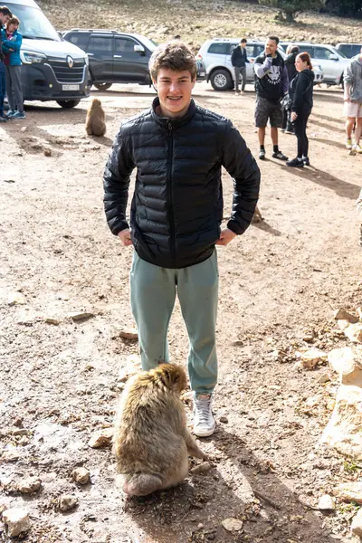 Fas 'ta vahşi maymunları beslemek. Yüksek kalite fotoğraf