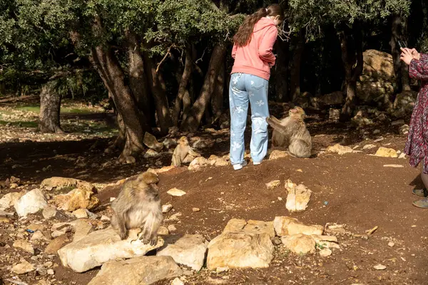 Fas 'ta vahşi maymunları beslemek. Yüksek kalite fotoğraf