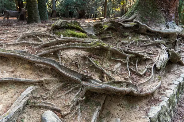 Kadim kökler Kyoto 'daki orman zeminiyle iç içe geçerek, alacakaranlıkta doğal esnekliği ortaya çıkarıyor. Yüksek kalite fotoğraf
